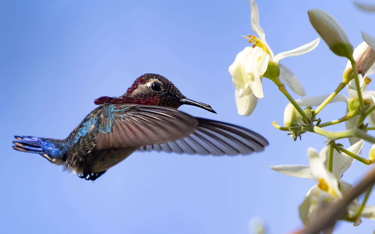 Bee Hummingbird